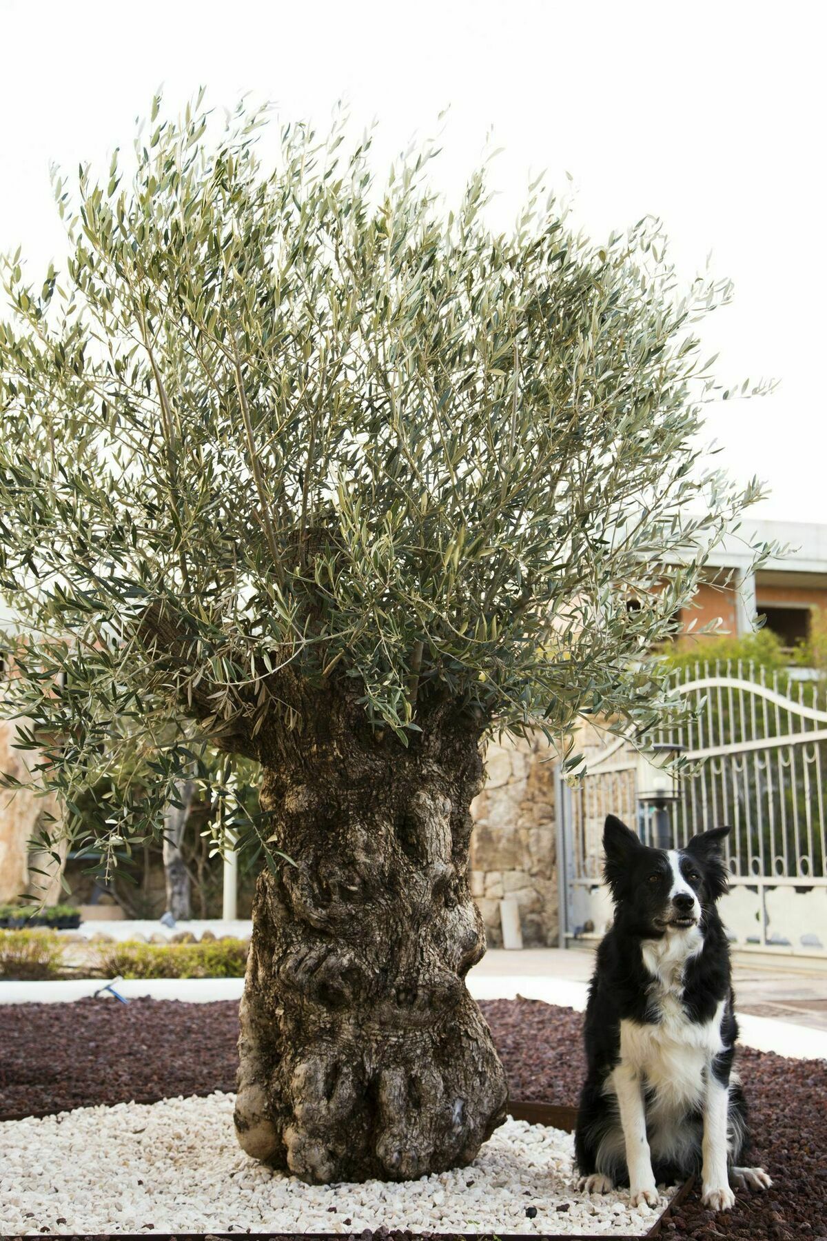 Bados Mare Olbia